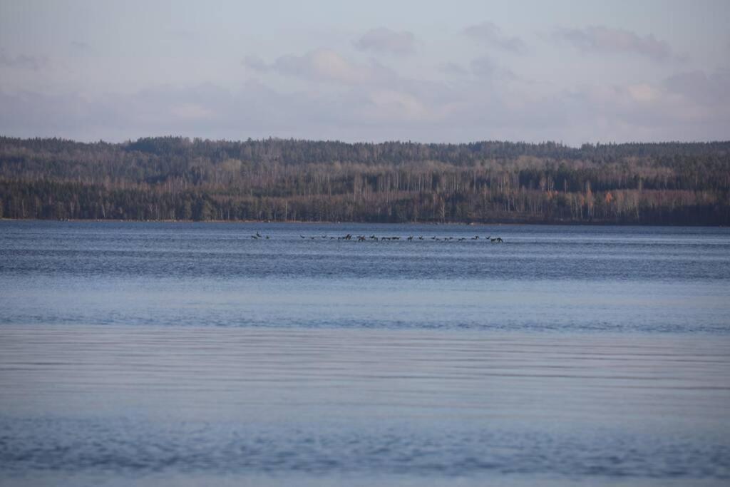 Sjoenaera Stuga Med Bat Och Bastu Ramkvilla Экстерьер фото